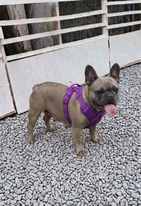 KURULU DÜZEN DAMIZLIK FRENCH BULLDOGLAR