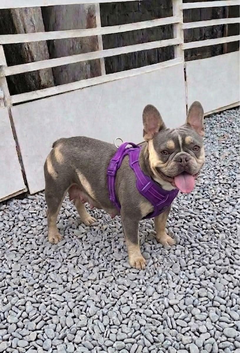 KURULU DÜZEN DAMIZLIK FRENCH BULLDOGLAR