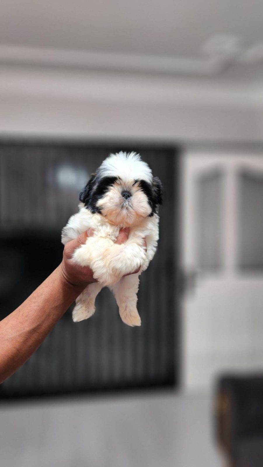OYUNCAK GİBİ A KALİTE YAVRU KÖPEKLERİM