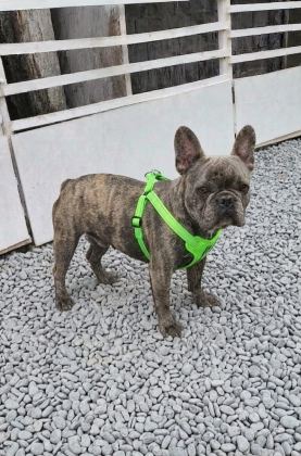 KURULU DÜZEN DAMIZLIK FRENCH BULLDOGLAR