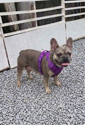KURULU DÜZEN DAMIZLIK FRENCH BULLDOGLAR