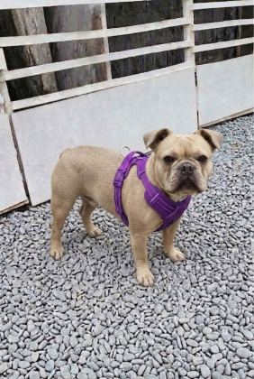 KURULU DÜZEN DAMIZLIK FRENCH BULLDOGLAR