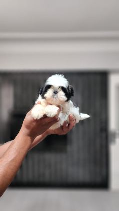 OYUNCAK GİBİ A KALİTE YAVRU KÖPEKLERİM
