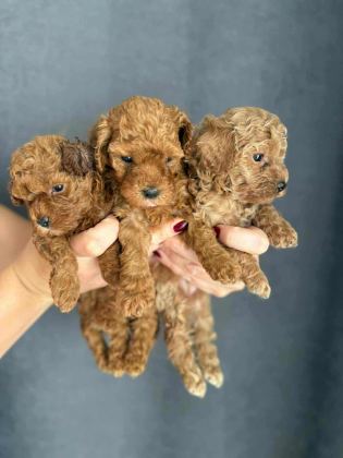 BİBLO GÜZELLİĞİNE SAHİP RED BROWN KORE POODLE YAVRULAR