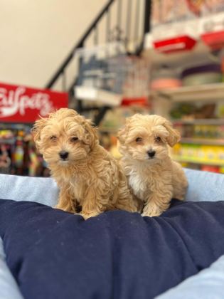 TÜY DÖKMEYEN HİPOALERJENİK TEACUP MALTİPOO YAVRULAR