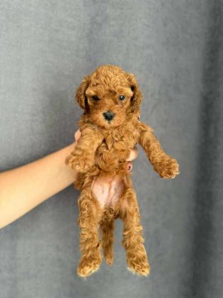 BİBLO GÜZELLİĞİNE SAHİP RED BROWN KORE POODLE YAVRULAR