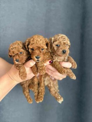 BİBLO GÜZELLİĞİNE SAHİP RED BROWN KORE POODLE YAVRULAR