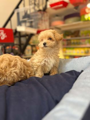 TÜY DÖKMEYEN HİPOALERJENİK TEACUP MALTİPOO YAVRULAR