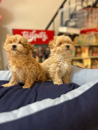 TÜY DÖKMEYEN HİPOALERJENİK SAF KAN MALTİPOO YAVRULAR