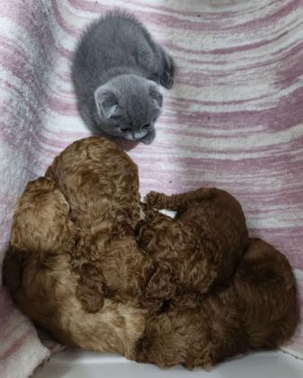 KORE POODLE