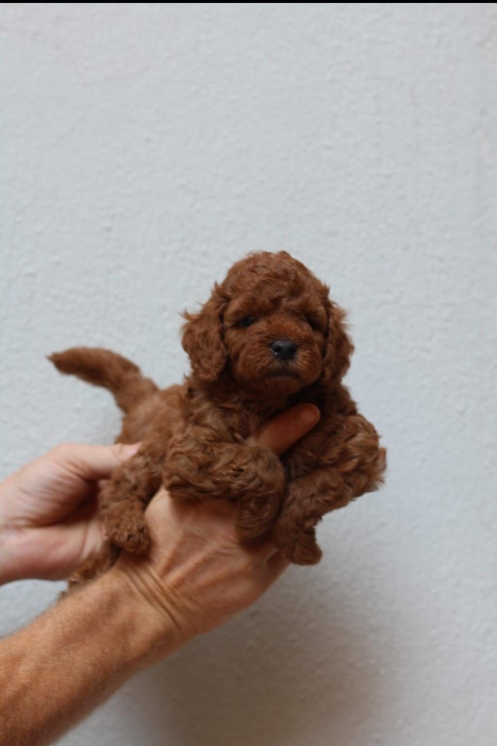KORE POODLE