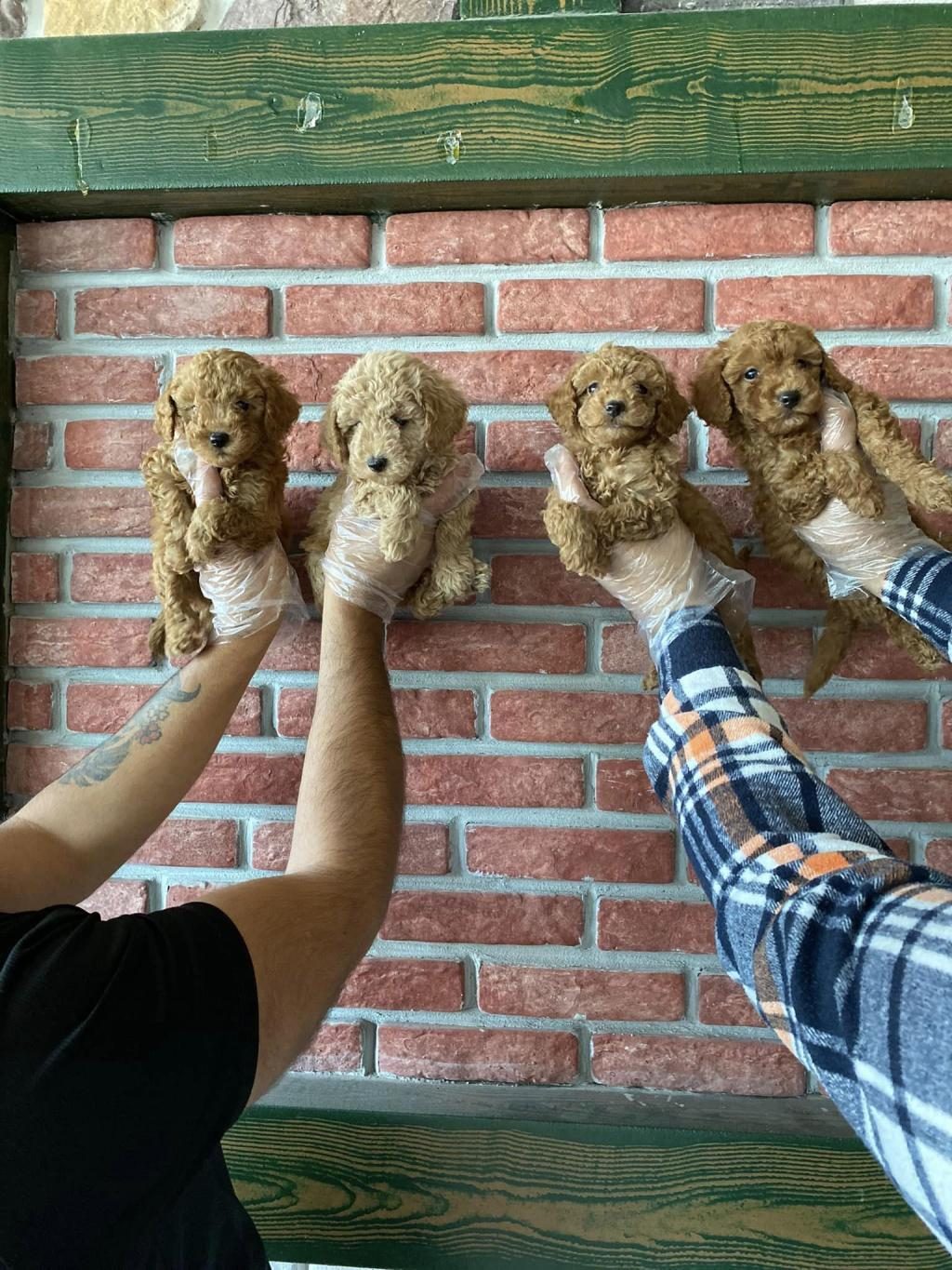 WC EGİTİMLİ MALTİPOO YAVRULARIMIZ DİŞİ ERKEK