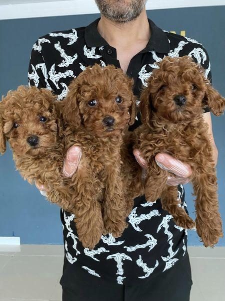 RENK RENK ORJİNAL TOY POODLE YAVRULARIMIZ GÜNCEL