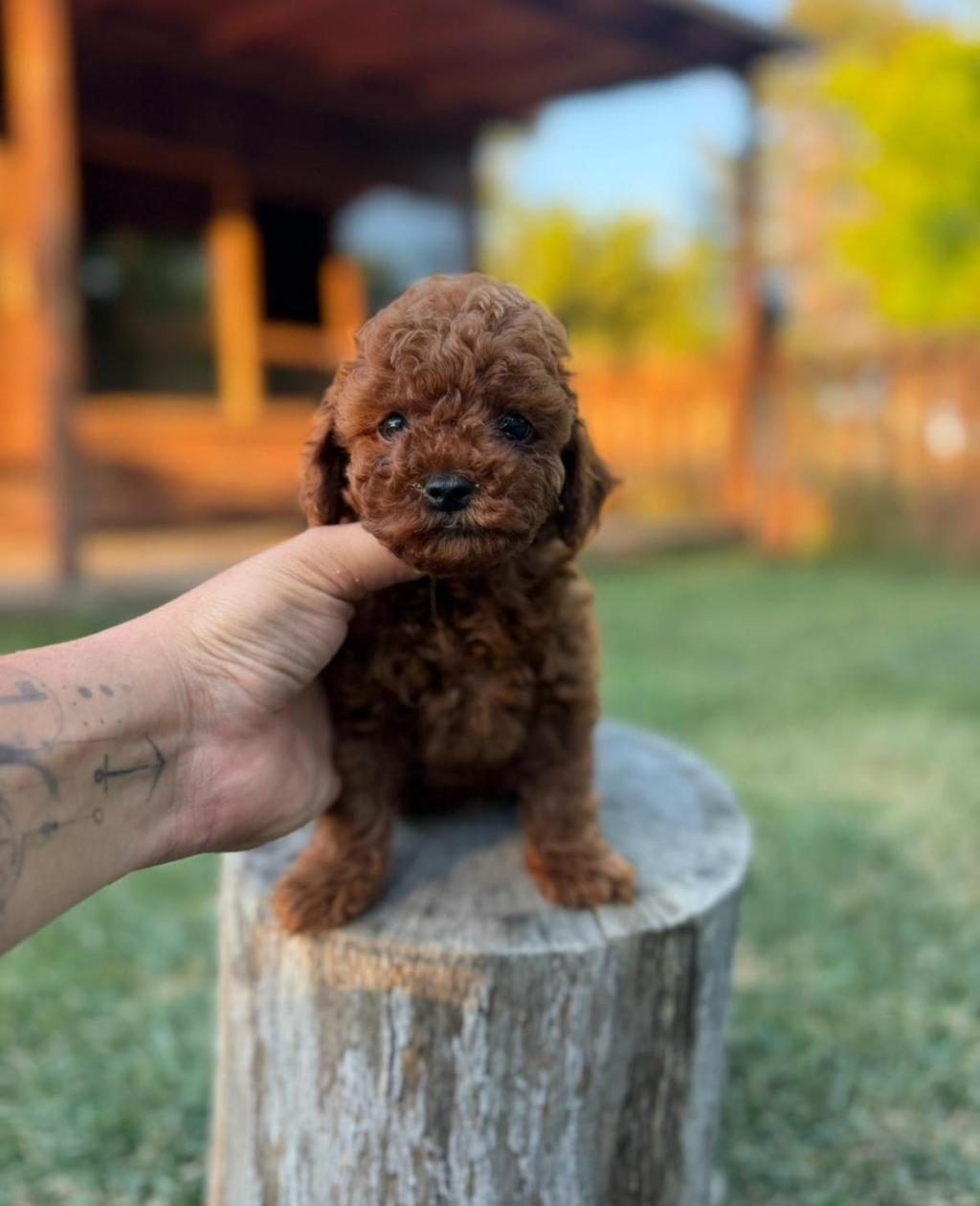SEVGİ DOLU TOY POODLE YAVRULARI YENİ AİLESİNİ ARIYOR