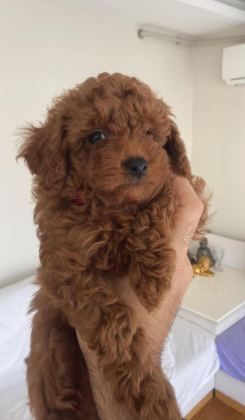 ÜST KALİTE TOY POODLE YAVRULAR
