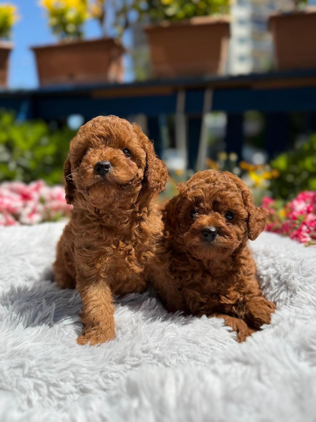 ORİJİNAL TOY POODLE YAVRULAR ATAŞEHİR