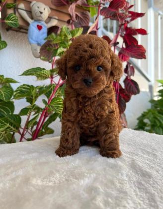 ÜST KALİTE TOY POODLE YAVRULAR