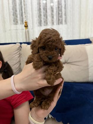 ÜST SEGMENT TOY POODLE YAVRUMUZ