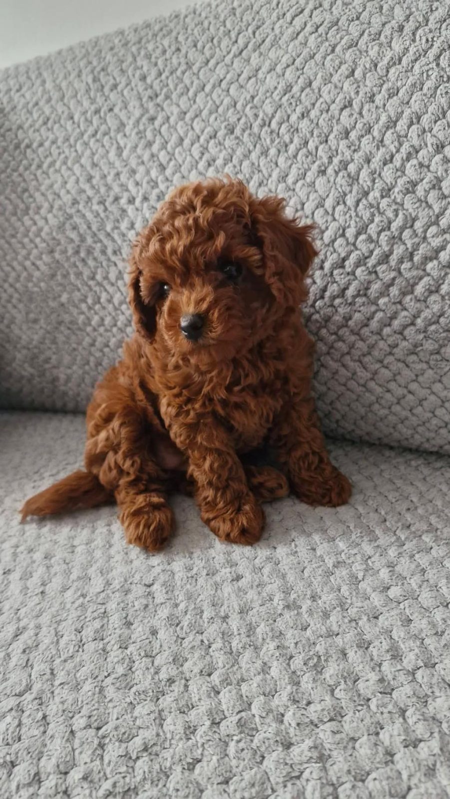 ÜST SEGMENT TOY POODLE YAVRUMUZ