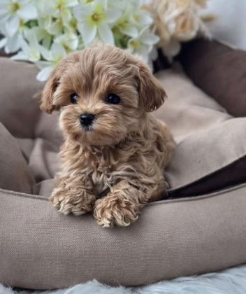 KORE TEACUP MALTİPOO YAVRULAR