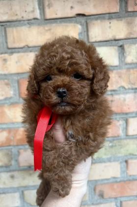 KORE TOY POODLE EĞİTİMLİ YAVRULAR