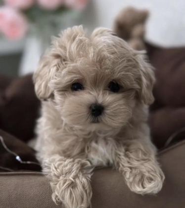 KORE TEACUP MALTİPOO YAVRULAR
