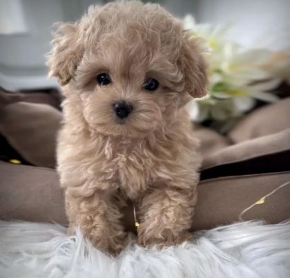 KORE TEACUP MALTİPOO YAVRULAR
