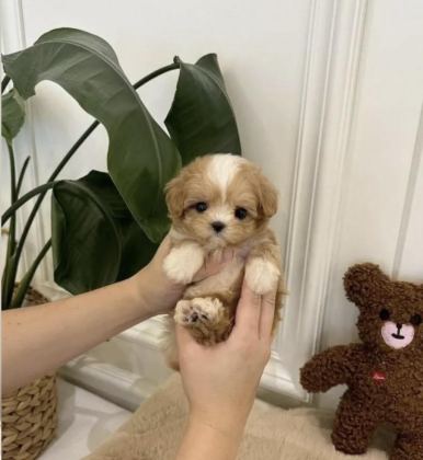 TÜRKİYE’NİN EN ÖZEL KORE TEACUP YAVRULARI