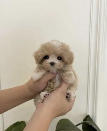 TÜRKİYE’NİN EN ÖZEL KORE TEACUP YAVRULARI