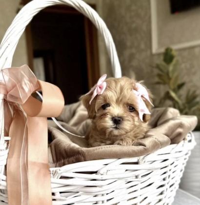 KORE MALTİPOO YAVRULARI