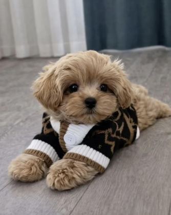 KORE MALTİPOO YAVRULARI