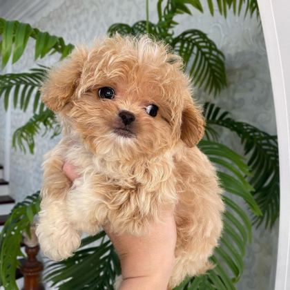 KORE MALTİPOO YAVRULAR