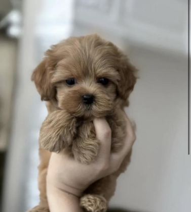 TÜRKİYE’NİN EN ÖZEL KORE TEACUP YAVRULARI