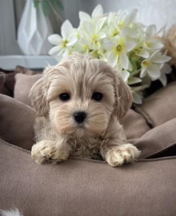 TÜRKİYE’NİN TEK MİCRO MALTİPOO YAVRULARI
