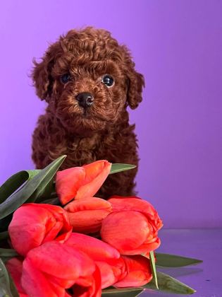 KORE TOY POODLE EĞİTİMLİ YAVRULAR