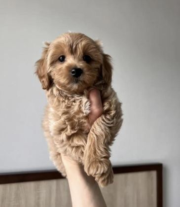 TEACUP MALTİPOO YAVRULAR