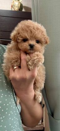 KORE MALTİPOO YAVRULAR