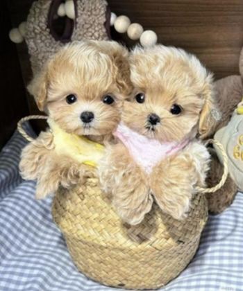 TÜRKİYE’NİN EN ÖZEL KORE TEACUP YAVRULARI