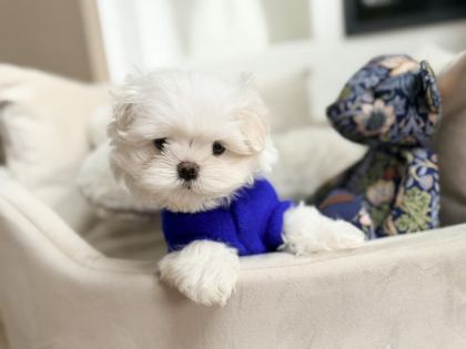GERÇEK KORE TEACUP YAVRULAR