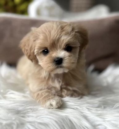 TEACUP MALTİPOO YAVRULAR