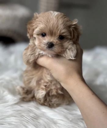 TEACUP MALTİPOO YAVRULAR