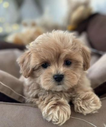 KORE MALTİPOO YAVRULARI