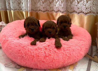 KORE TEACUP RED BROWN AŞILI EĞİTİMLİ YAVRULAR