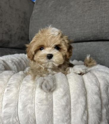 KORE TEACUP MALTİPOO AŞILI EĞİTİMLİ YAVRULAR