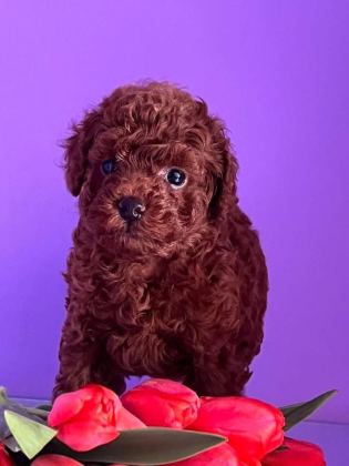 KORE TOY POODLE EĞİTİMLİ YAVRULAR