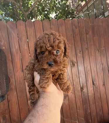 DARK BROWN KORE YAVRULAR