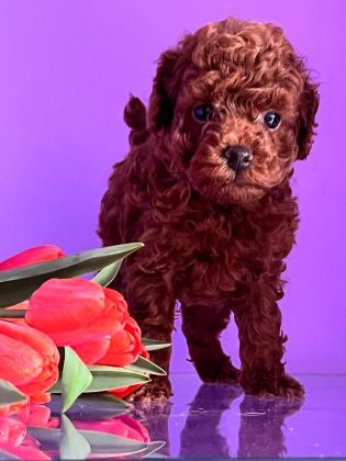 KORE TOY POODLE EĞİTİMLİ YAVRULAR