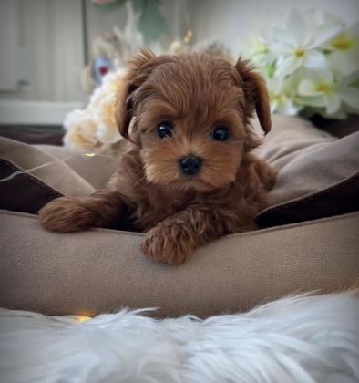 TEACUP KORE MALTİPOO YAVRULAR