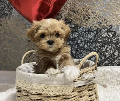TÜRKİYE’NİN EN ÖZEL KORE TEACUP YAVRULARI