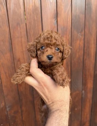 DARK BROWN KORE YAVRULAR